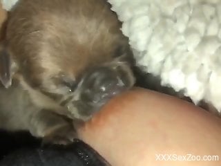 Small puppy licks owner's nipples in sexy zoo cam perversions