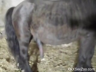 Horny woman plays with the stallion's penis