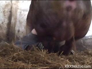 Man filmed getting hard drilled by a pig in surreal scenes
